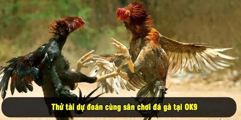 Thử tài dự đoán cùng sân chơi đá gà tại OK9